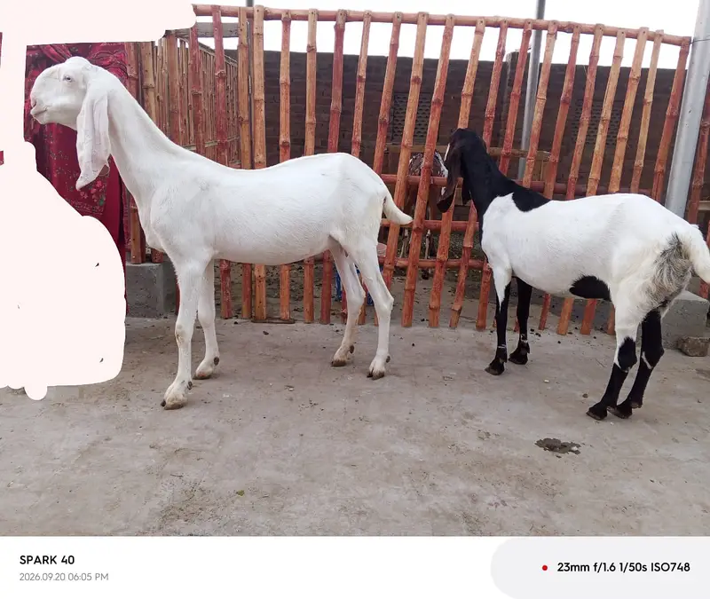 Rajanpuri , sidhi goat , khali bakrian for sale