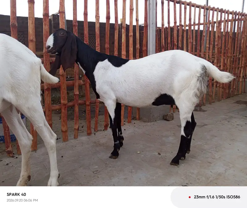 Rajanpuri , sidhi goat , khali bakrian for sale — photo 2