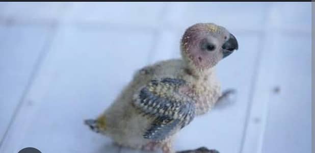 green chick conure pair non dna