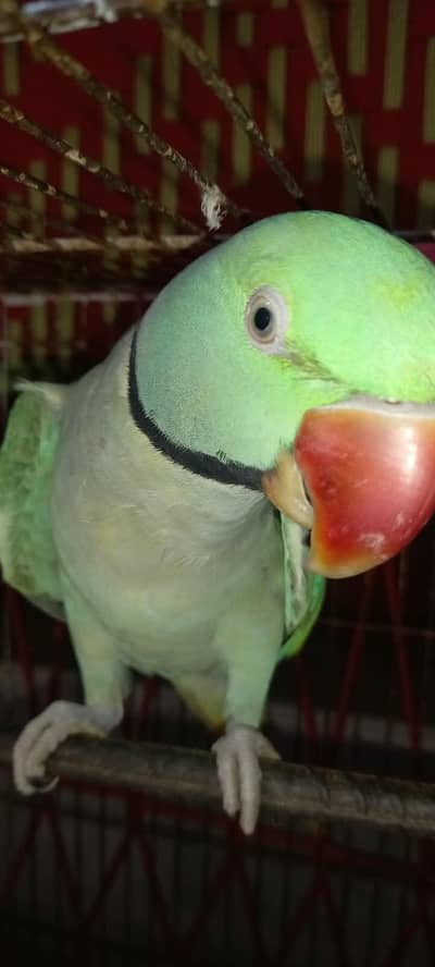 Raw parrot 4 years