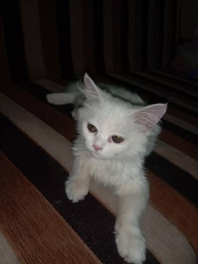 white Persian cat triple coted female