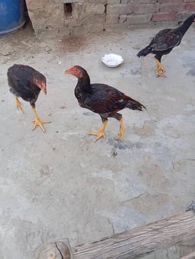 Sale All aseel birds healthy active birds