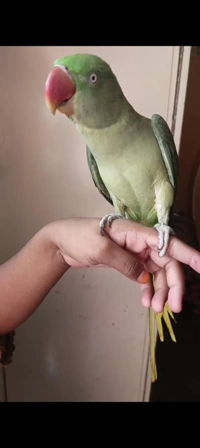 Pahari male female hendtemd face to face talking health and active