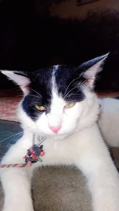 YE MIX BREED HE KISI KO CHYE HO TO BATA DAI PRICE REASONABLE HAI