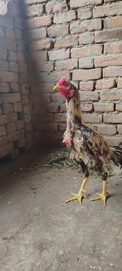 Mianwali Aseel High Quality Murga and Murgi for sale