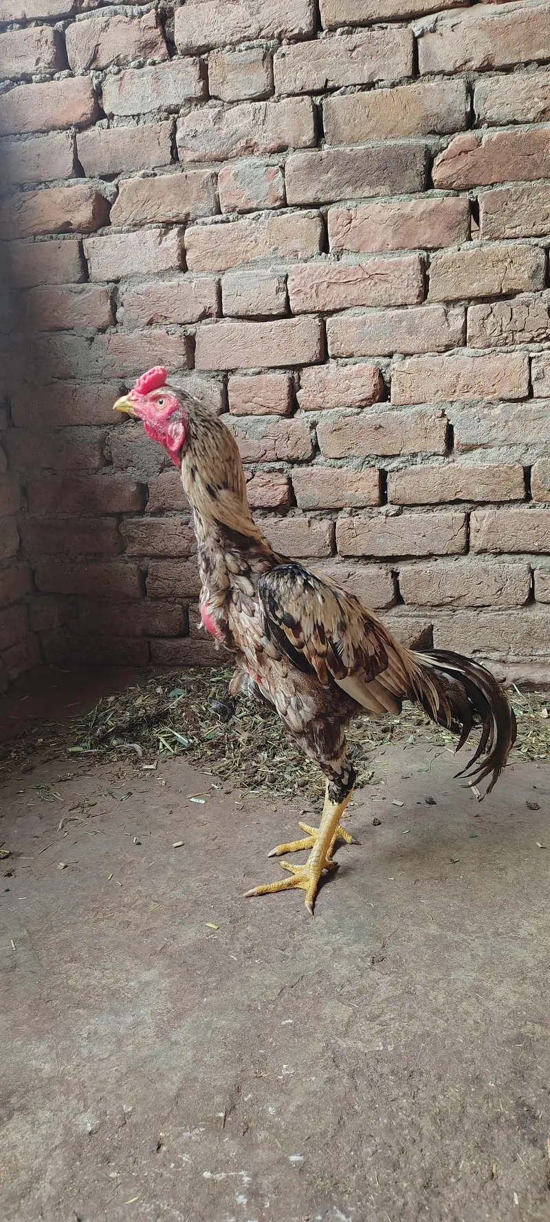 Mianwali Aseel High Quality Murga and Murgi for sale — photo 3