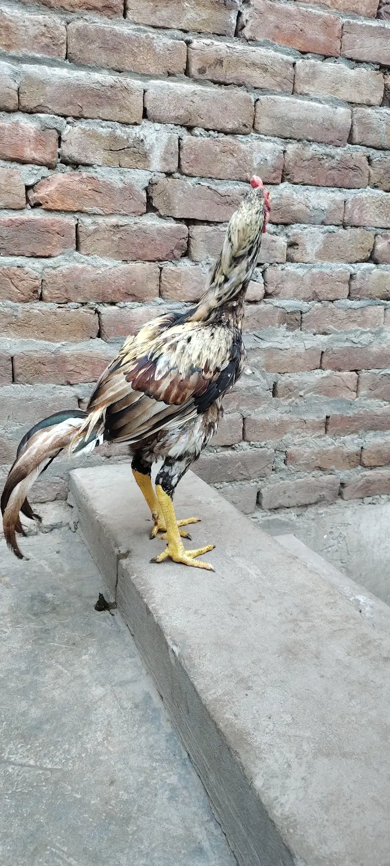 Mianwali Aseel High Quality Murga and Murgi for sale — photo 4