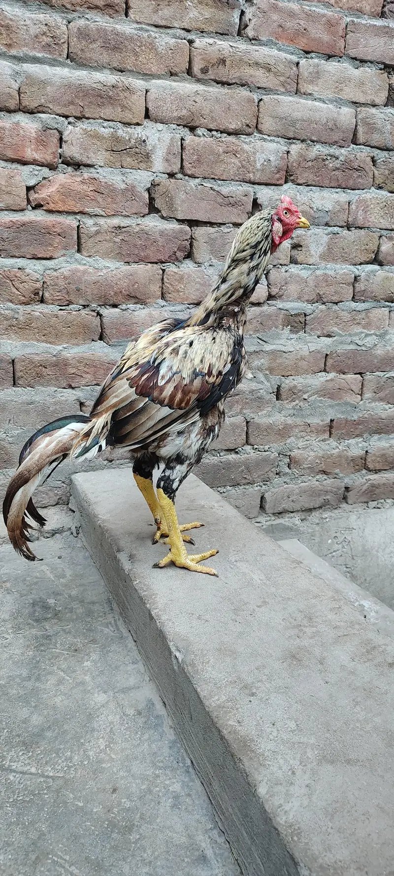 Mianwali Aseel High Quality Murga and Murgi for sale — photo 5