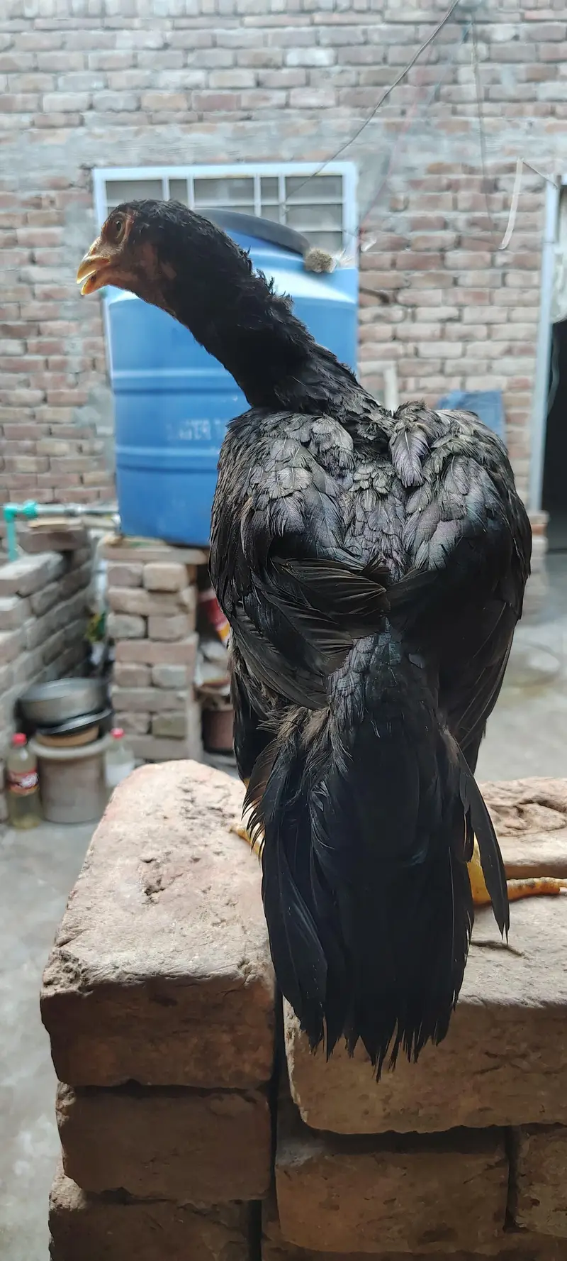 Mianwali Aseel High Quality Murga and Murgi for sale — photo 6