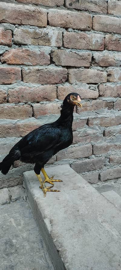 Mianwali Aseel High Quality Murgi for sale