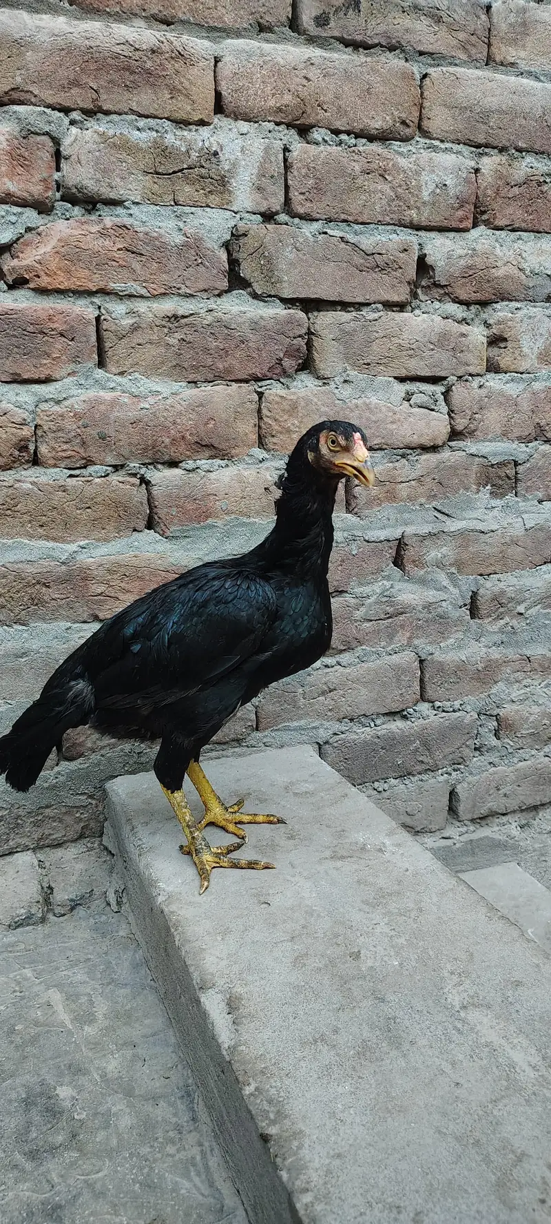 Mianwali Aseel High Quality Murga and Murgi for sale — photo 9