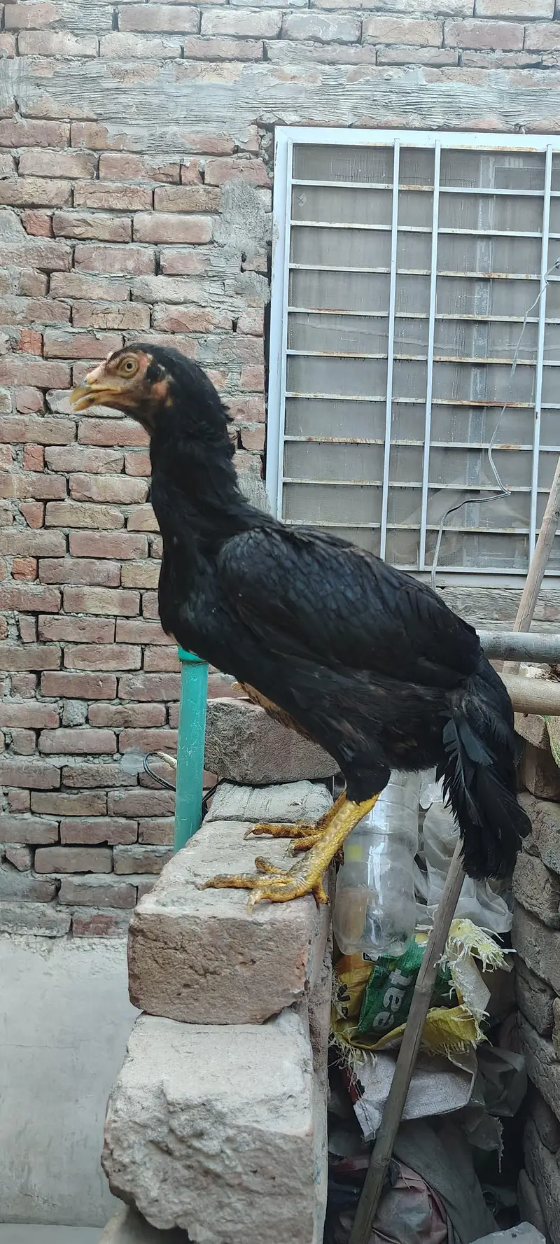 Mianwali Aseel High Quality Murga and Murgi for sale — photo 8