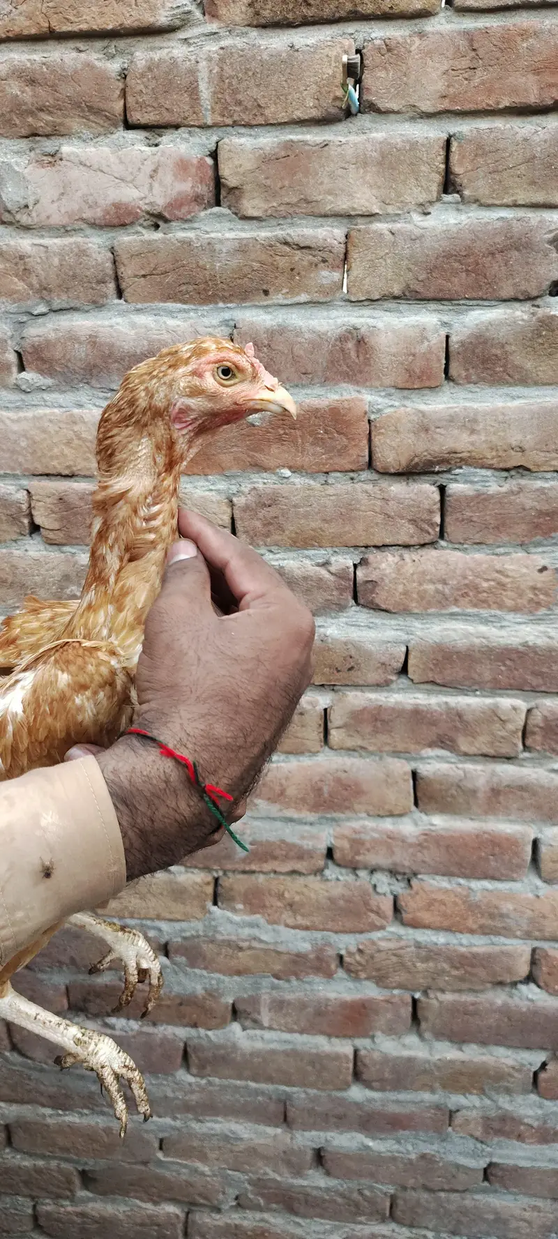 Mianwali Aseel High Quality Murga and Murgi for sale — photo 10