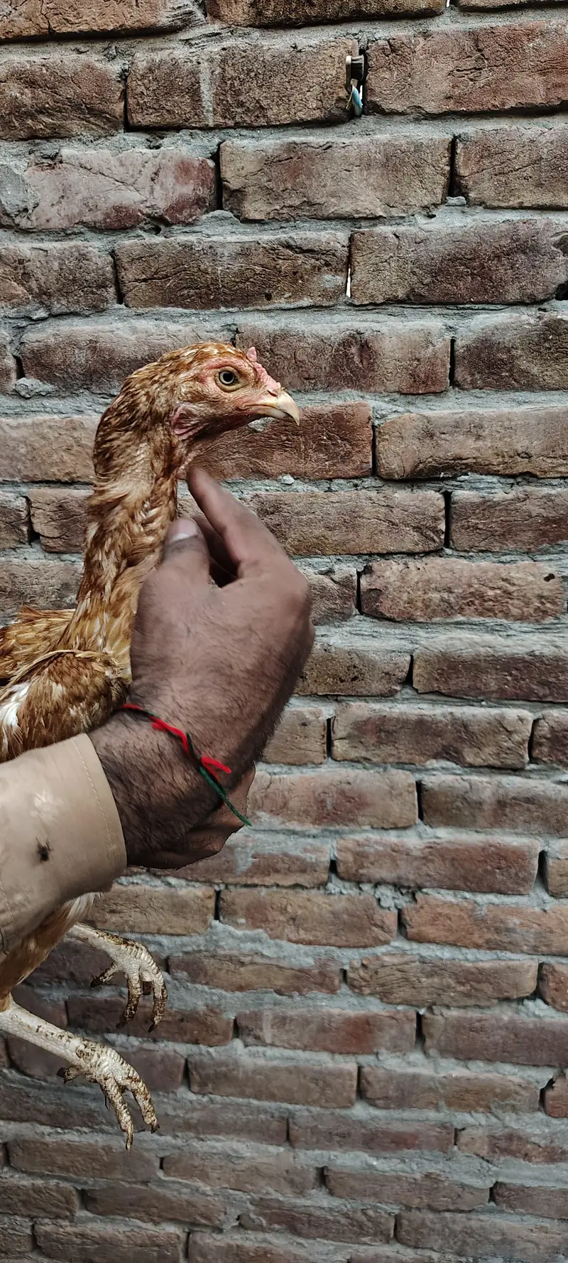 Mianwali Aseel High Quality Murga and Murgi for sale — photo 12