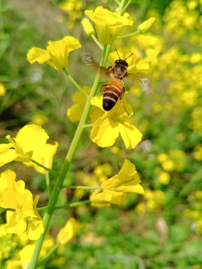wild sider honey/organic raw sider honey