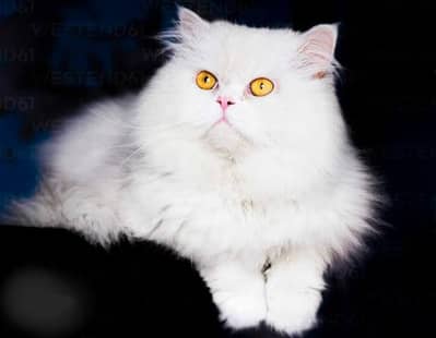 Persian female breeder cat 03361869866