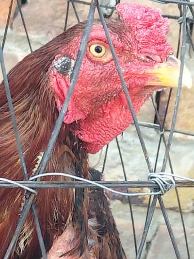 cock hen sale