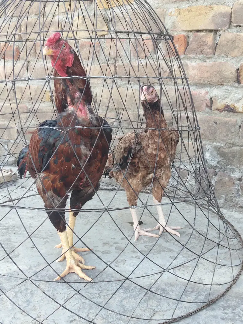 cock hen sale — photo 2