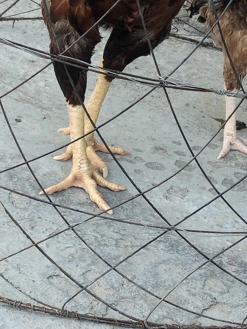 cock hen sale — photo 3