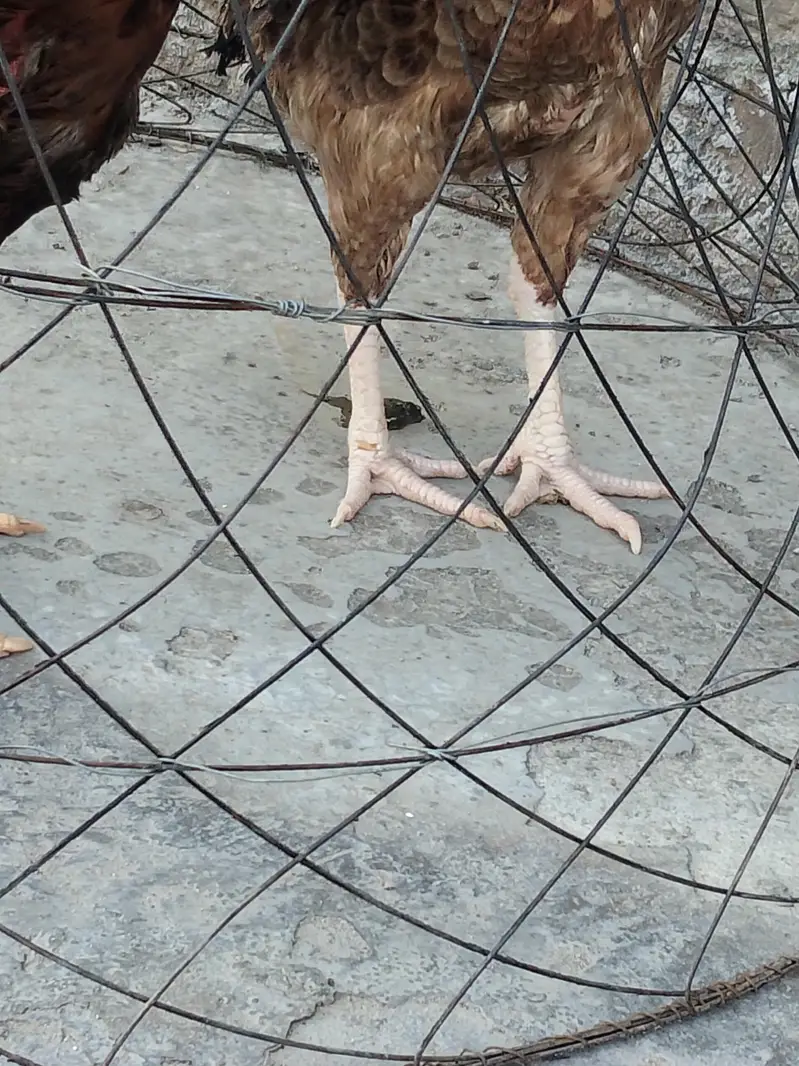 cock hen sale — photo 4
