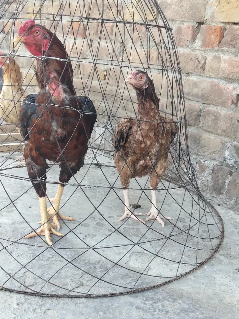 cock hen sale — photo 5