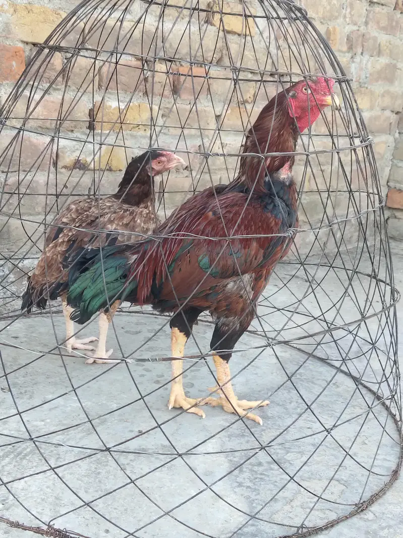 cock hen sale — photo 6