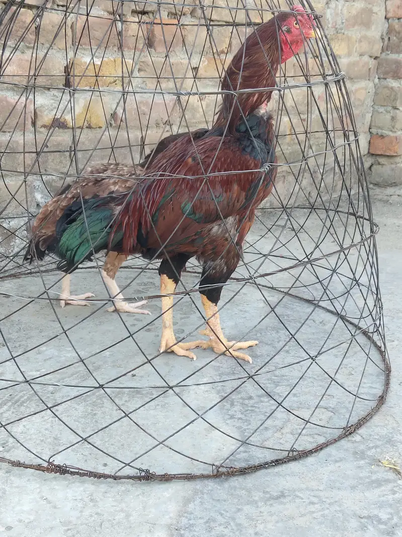 cock hen sale — photo 7