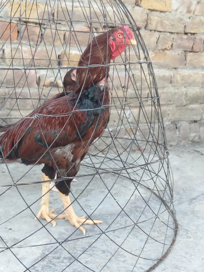 cock hen sale — photo 8