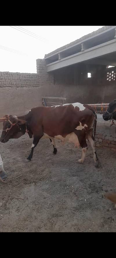 Jersey Cholistani cow for sale