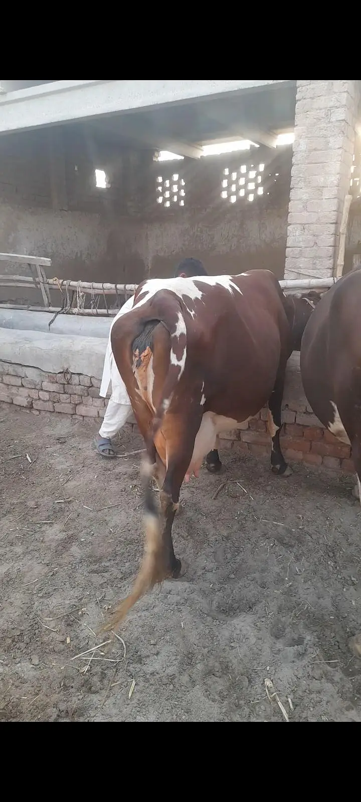 Jersey Cholistani cow for sale — photo 2