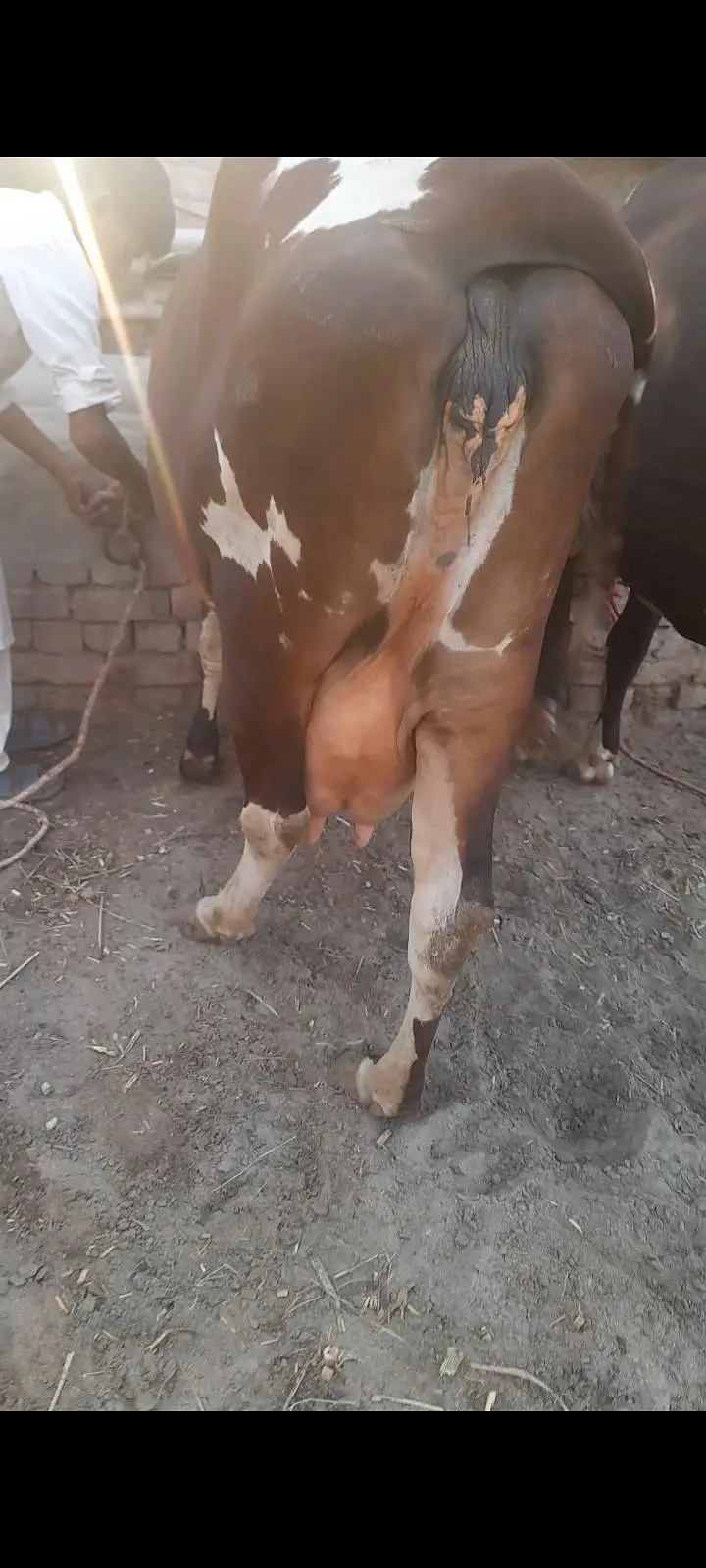Jersey Cholistani cow for sale — photo 3
