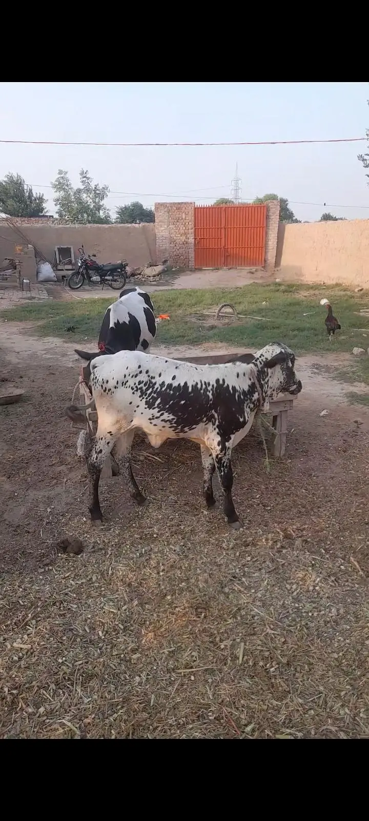 Jersey Cholistani cow for sale — photo 4