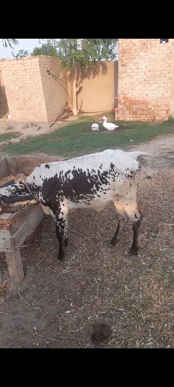 Jersey Cholistani cow for sale — photo 5