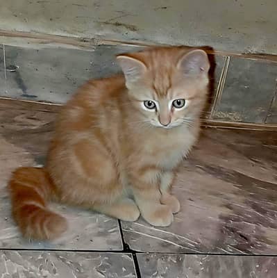 Double Coated  Persian Cat with Kitten for Sale - Excellent Breeder