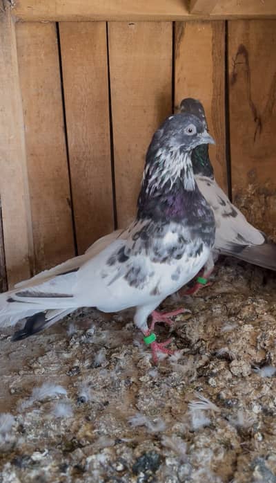 Breeder pairs for sell