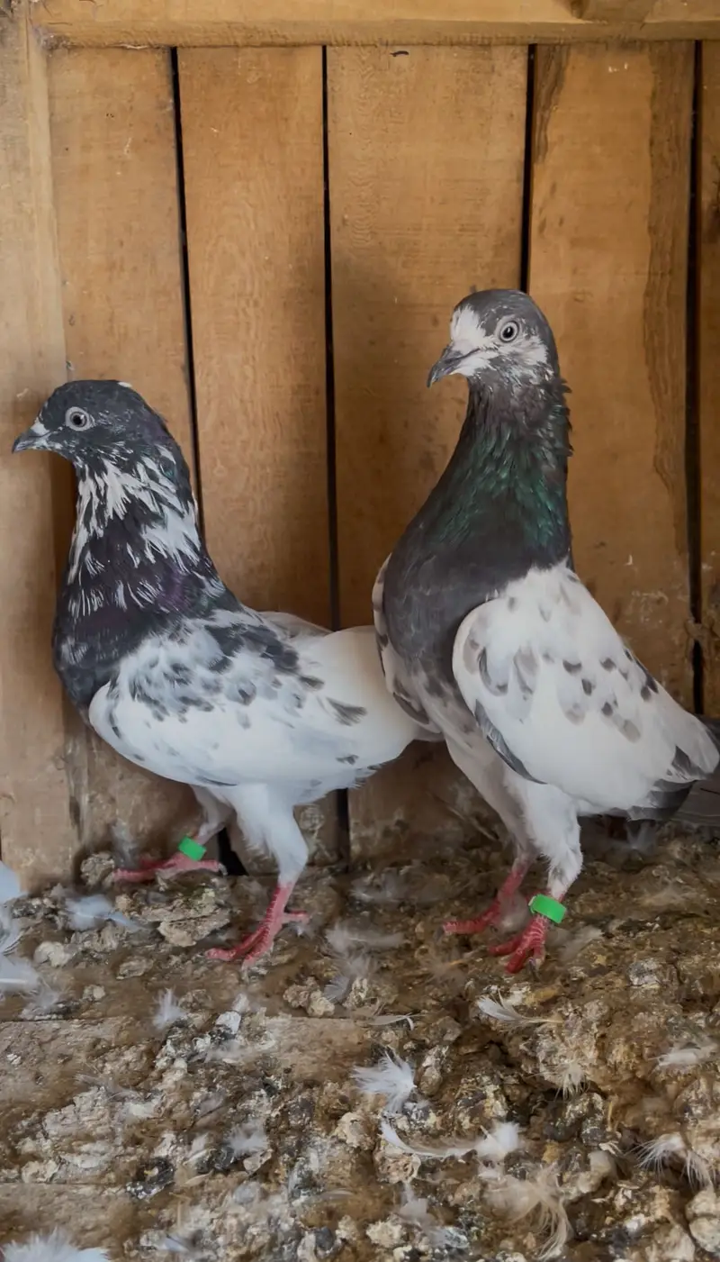 Breeder pairs for sell — photo 2