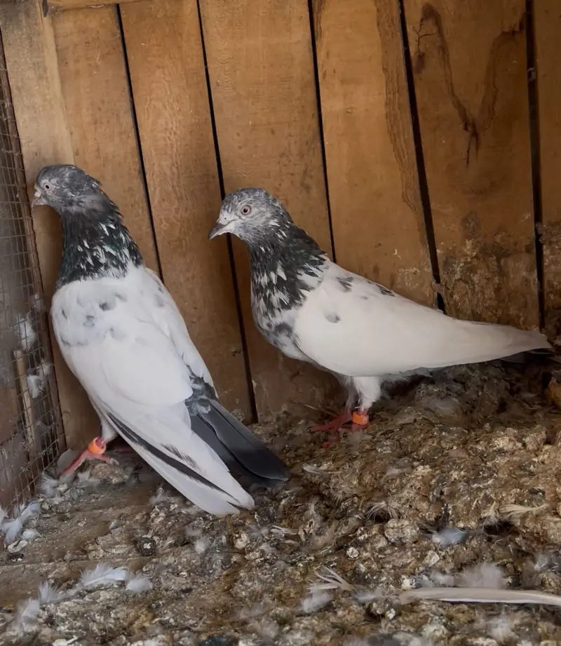 Breeder pairs for sell — photo 3