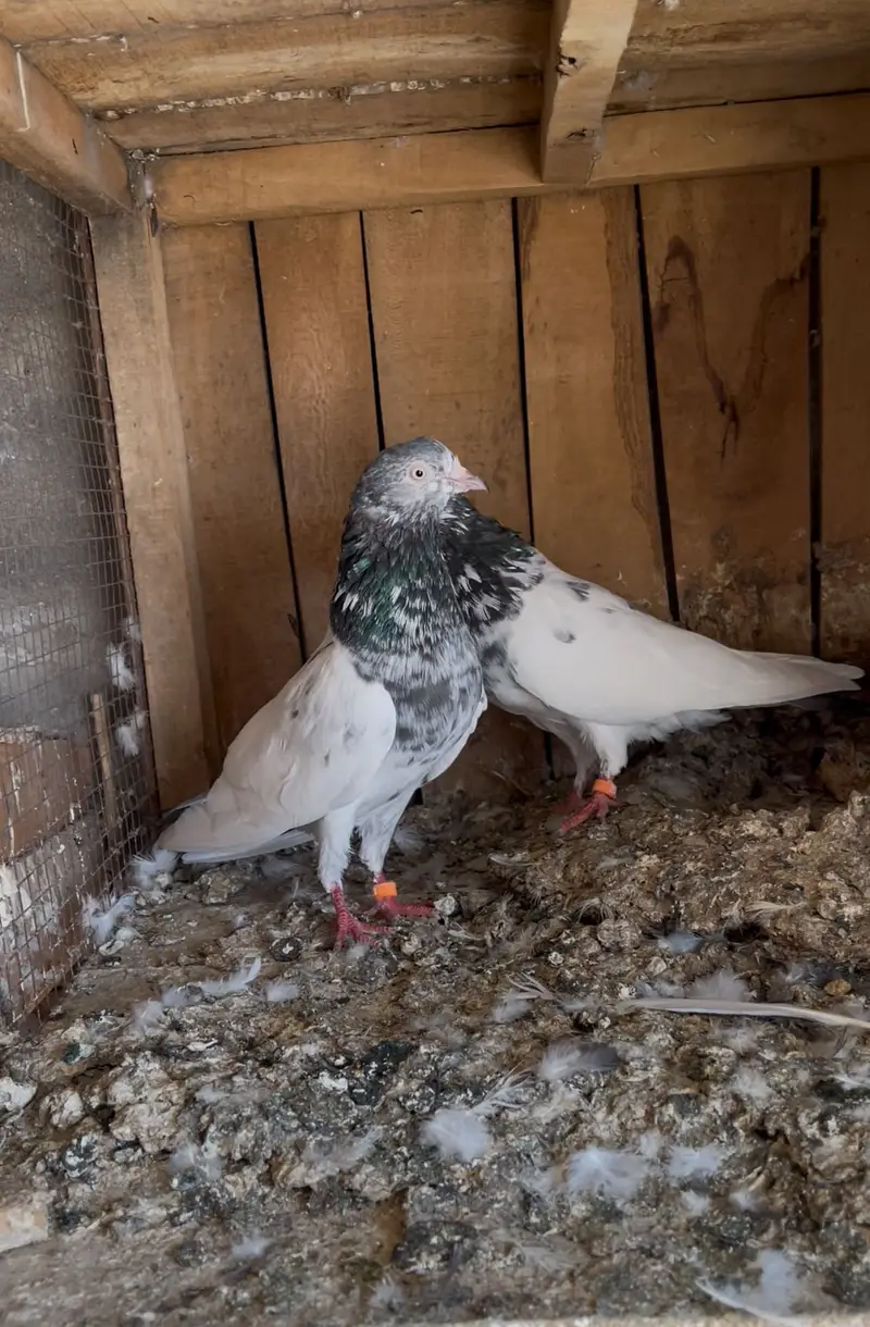 Breeder pairs for sell — photo 4