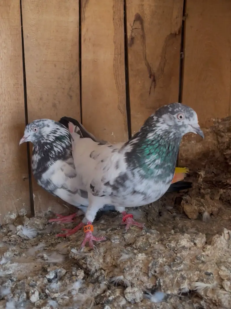 Breeder pairs for sell — photo 5