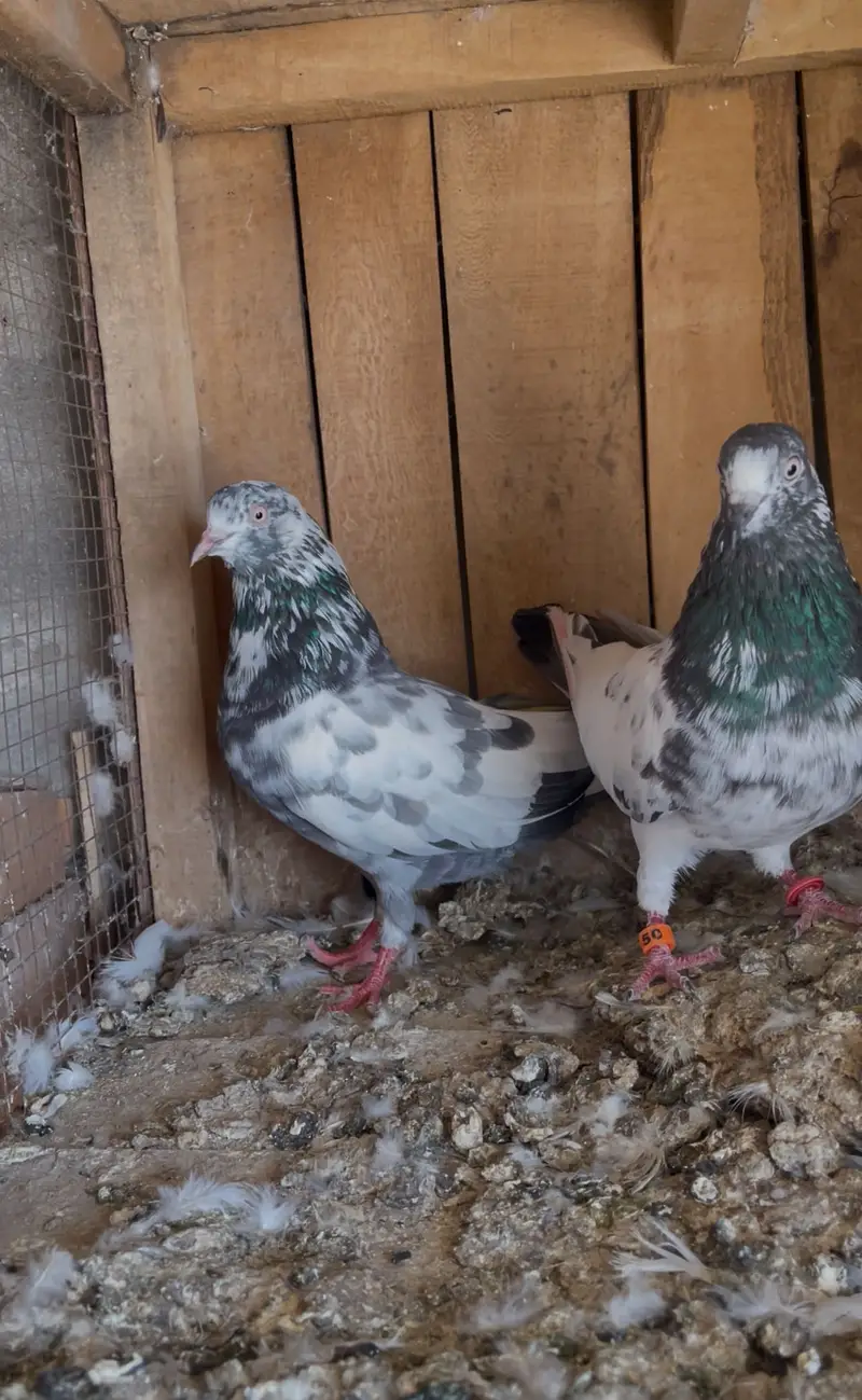Breeder pairs for sell — photo 6