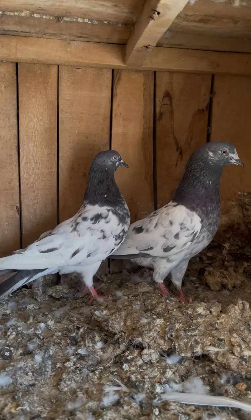 Breeder pairs for sell — photo 7