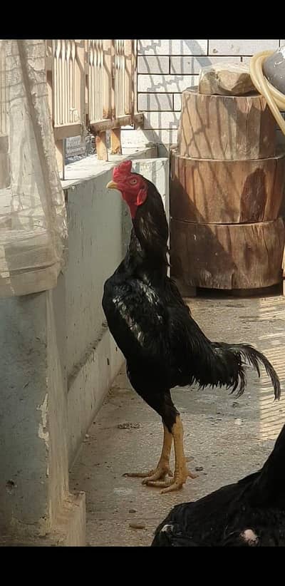 ASEEL LASSNI MUSHKA MALE FOR SELL