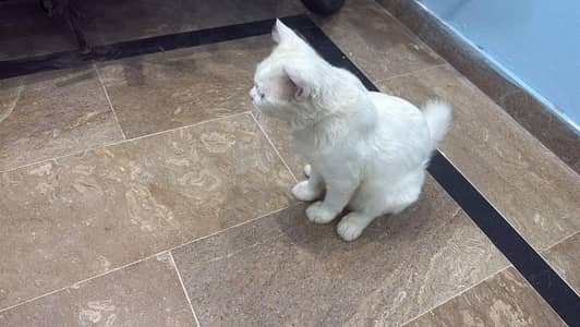 neutered cat for sale in only Gujaranwala
