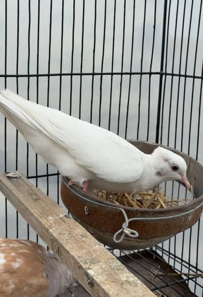 Crested Dove Khumray