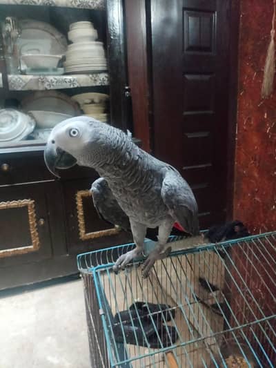 Grey Parrot for sale