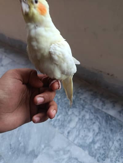 hand tamed cocktail pair