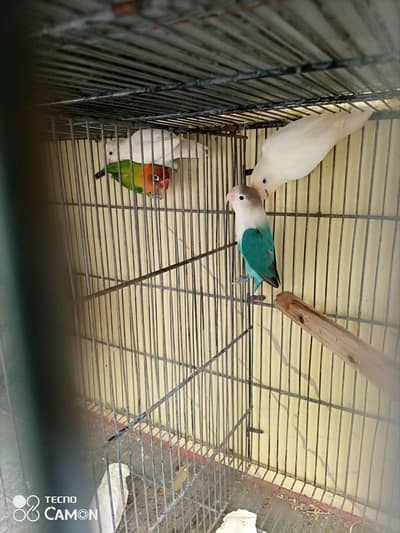 violet albino and fisher