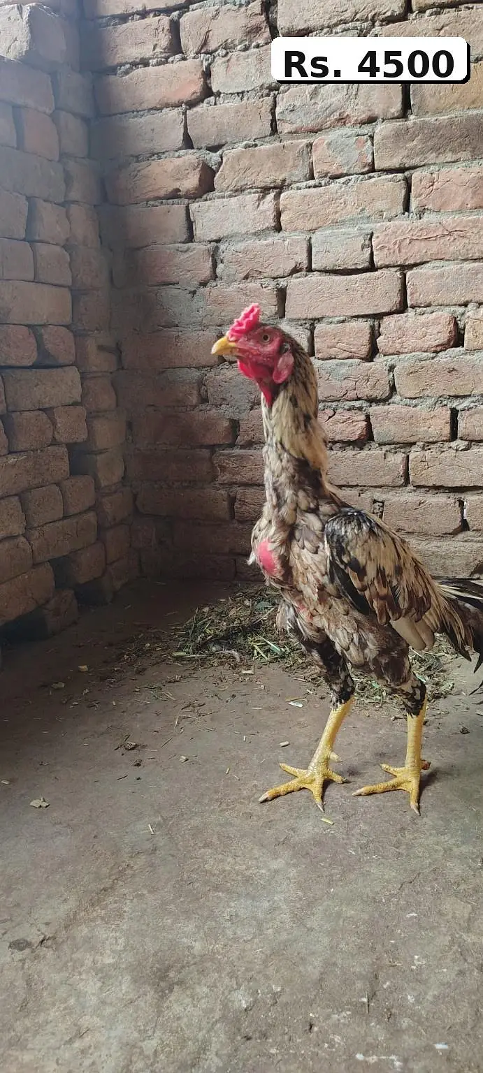 Mianwali Aseel High Quality Murga and Murgi for sale — photo 2