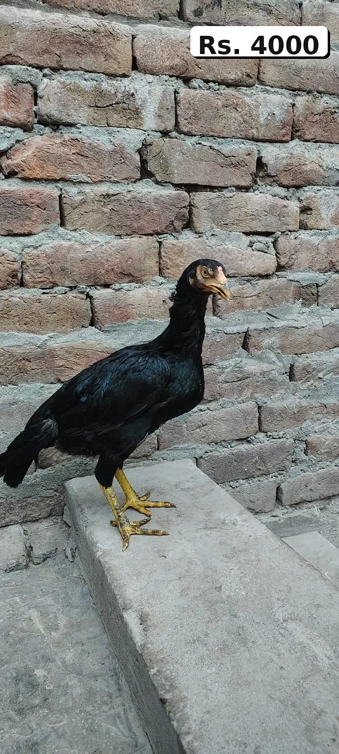 Mianwali Aseel High Quality Murga and Murgi for sale — photo 7