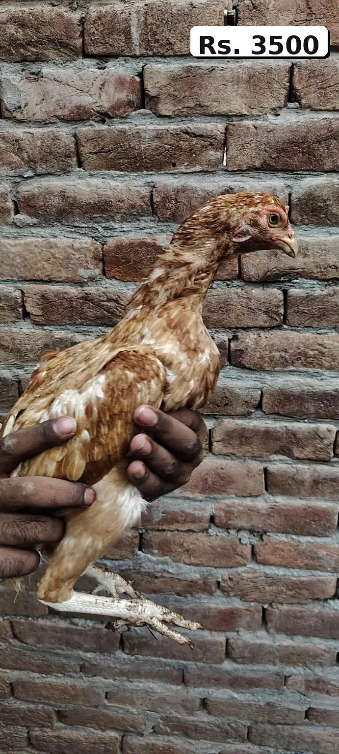 Mianwali Aseel High Quality Murga and Murgi for sale — photo 11